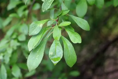 خار سیاه - Prunus spinosa