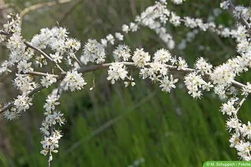 Черен трън - Prunus spinosa