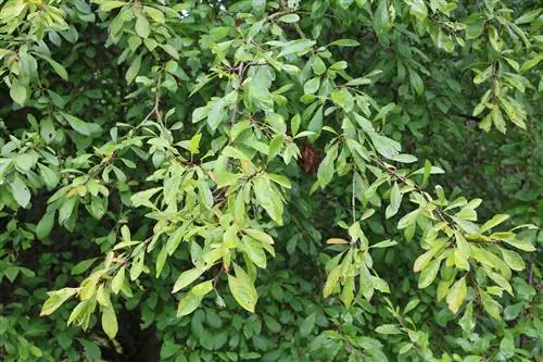 קוצץ - Prunus spinosa