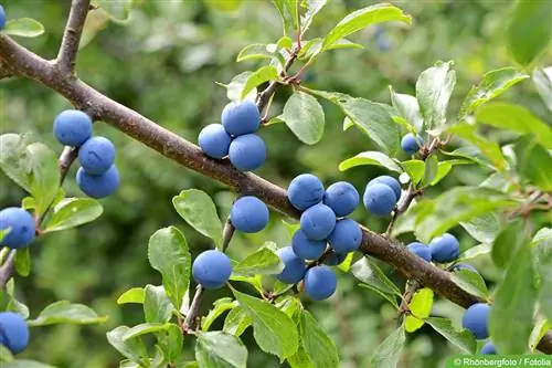 Хар өргөс - Prunus spinosa