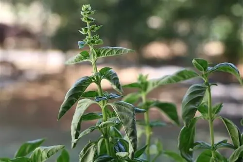 Basil - Ocimum basilicum