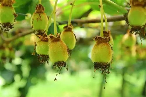 Kiwi - Actinidia deliciosa