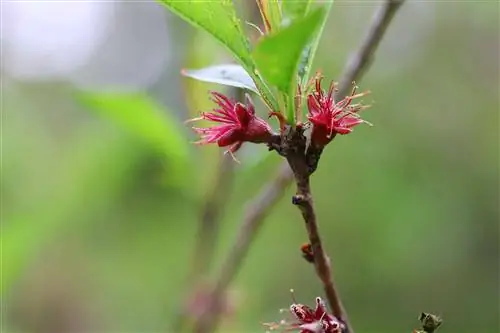 Quando você planta árvores frutíferas? 7 dicas para a época de plantio