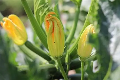 mannlig zucchini blomst