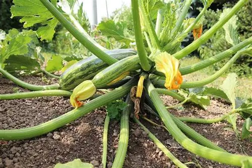 Zucchini kvinnelig blomst