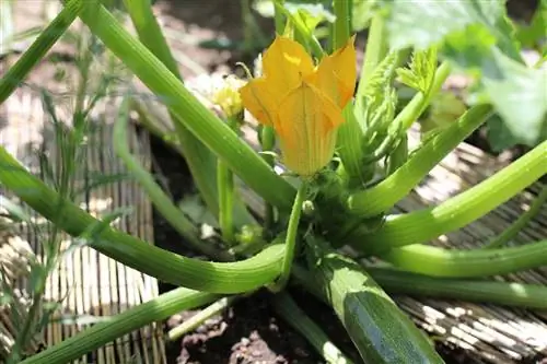 Zucchini: kuondoa maua ya kiume?