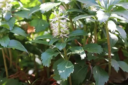 مرد چاق - Pachysandra terminalis