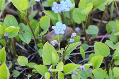 یادبود - Omphalodes verna