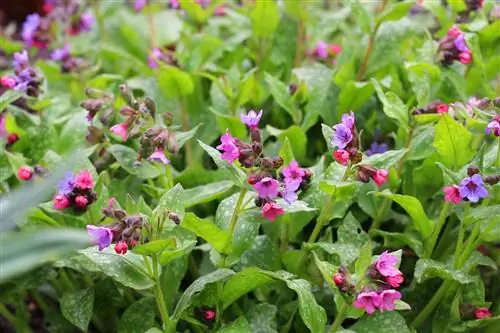 Spotted lungwort - Թոքաբորբ