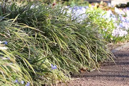 سج ژاپنی - Carex morrowii