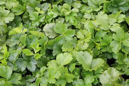 Գորգ ոսկե ելակ - Waldsteinia ternata