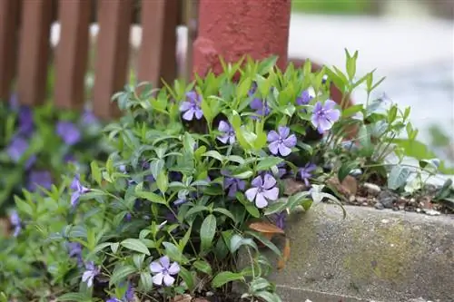 Փոքր ծիծեռնակ - Vinca minor