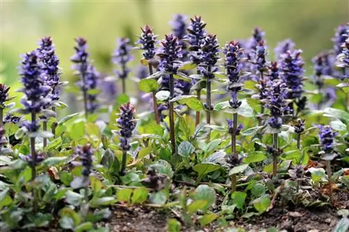 Սողացող Gunsel - Ajuga reptans