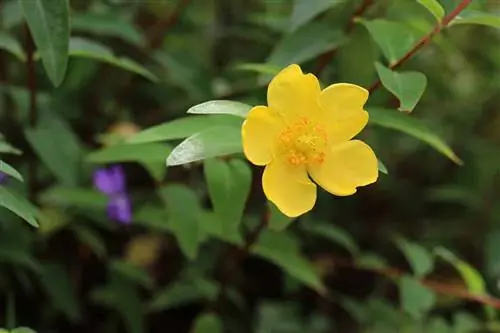 Hypericum - مخمر سنت جان