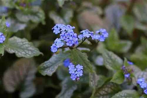 Kafkasya unutma beni - Brunnera macrophylla