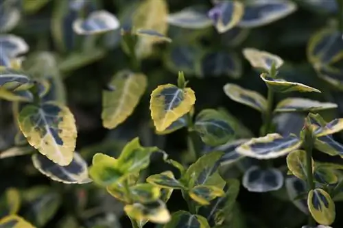 Սողացող spindle - Euonymus fortunei