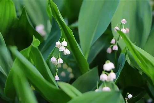 Vadideki zambak - Convallaria majalis