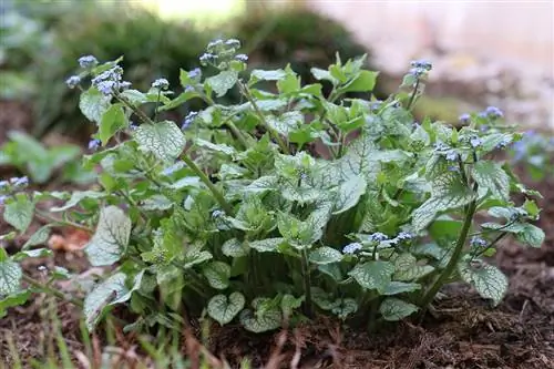 26 ground cover plants for shade and partial shade