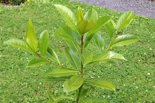 Evergreen magnolia - Magnolia grandiflora