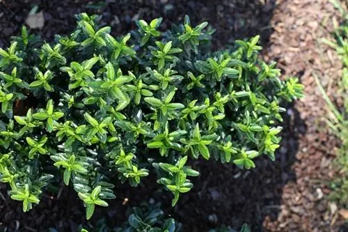 Japanese spindle bush - Euonymus japonicus