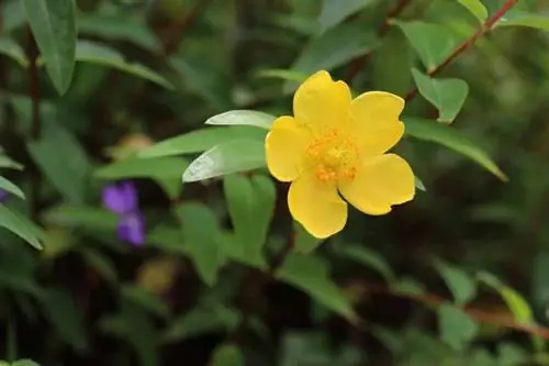 Hypericum – třezalka tečkovaná