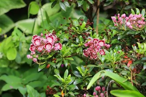 Trëndafili i gjirit - Kalmia latifolia