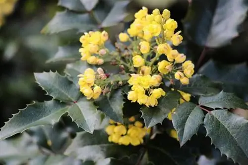 Mahonia - Mahonia aquifolium