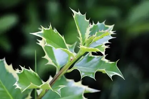 Kristtorn (Ilex) med grønne bladlus