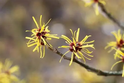 Oczar wirginijski - Hamamelis intermedia