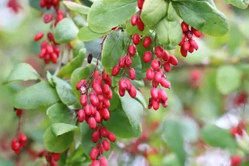 ברברי - Berberis vulgaris