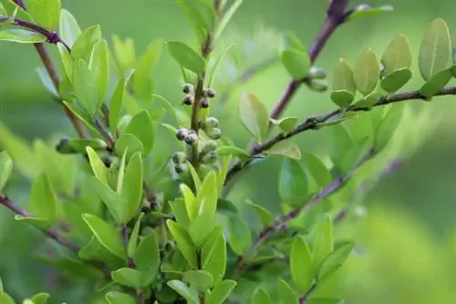 Obronka mirta - Lonicera pileata