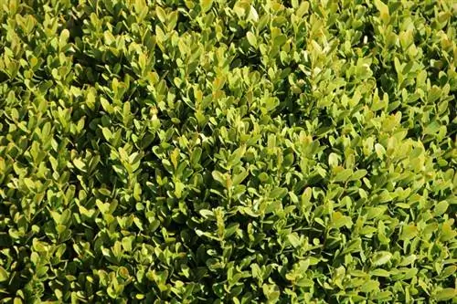 Şimşir - Buxus sempervirens