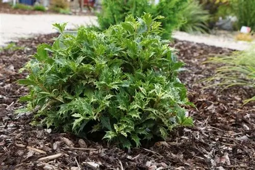 Maua yenye harufu nzuri - Osmanthus