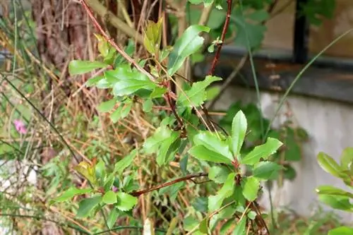 Jordbærtræ - Arbutus unedo