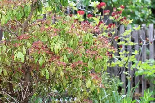 Loquat - Photinia "Qizil Robin"