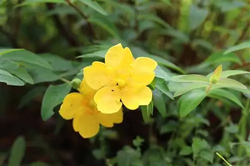 25 pokok hiasan tahan lasak dan malar hijau