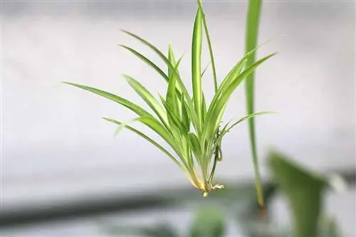 Örümcek bitkisi - Chlorophytum comosum