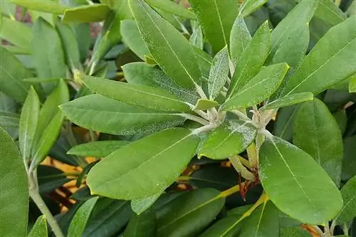 Rhododendron - Azalea - Koga