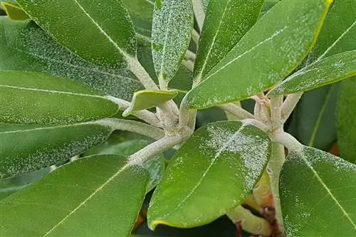 Rhododendron - Azalea - Mildew