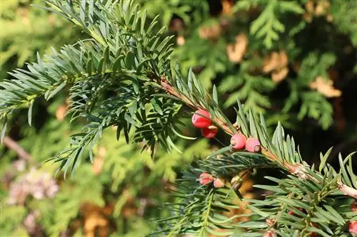 Pohon yew - Taxus baccata