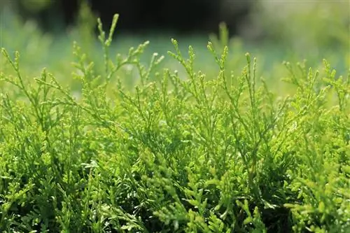 Puno ng buhay - Thuja occidentalis