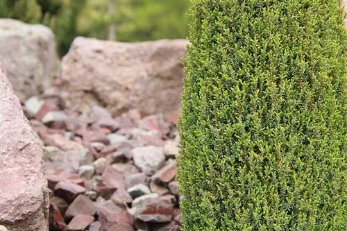 Juniper - Juniperus