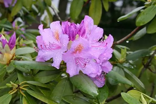 Azalea adalah rhododendron