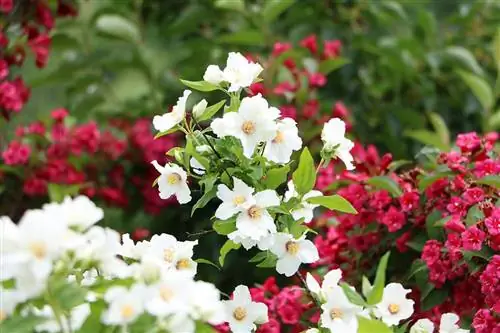 Karaniwang pipe bush - Philadelphus coronarius