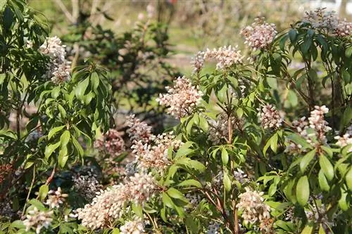 Japanese lavender heather - Pieris japonica