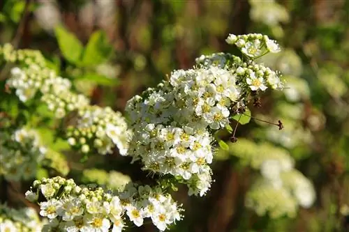 Spiraea vanhouttei