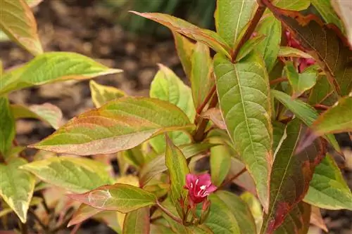 Pink Weigela - Weigela florida