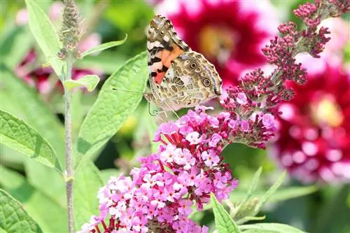 ბუდლია - პეპლის ბუჩქი - Buddleja davidii