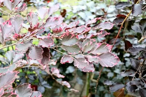 Pohon beech tembaga - Fagus sylvatica 'Purpurea'