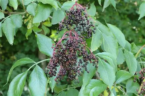 Leylak meyvesi - Kara mürver - Sambucus nigra